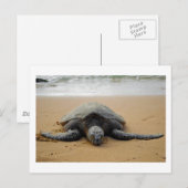 Zee Turtle Briefkaart (Voorkant / Achterkant)