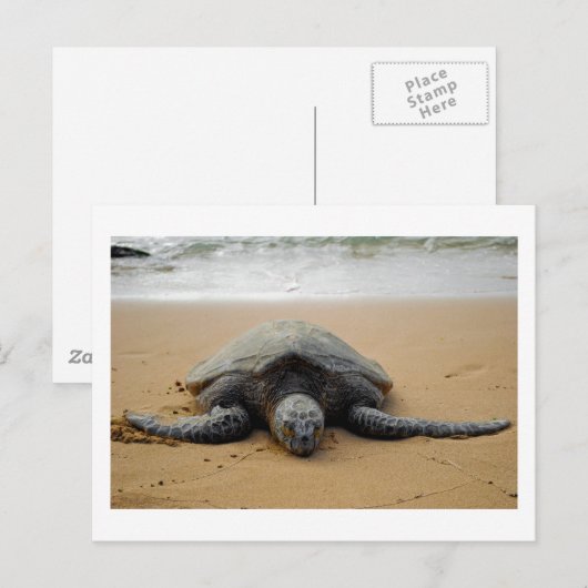 Zee Turtle Briefkaart (Voorkant / Achterkant)