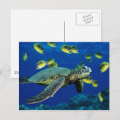 Zee Turtle Briefkaart (Voorkant / Achterkant)
