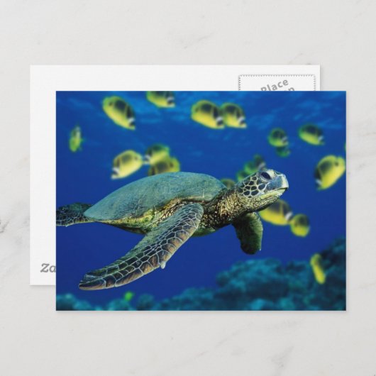 Zee Turtle Briefkaart (Voorkant / Achterkant)