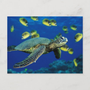 Zee Turtle Briefkaart