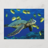 Zee Turtle Briefkaart (Voorkant)