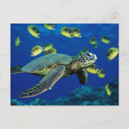 Zee Turtle Briefkaart (Voorkant)