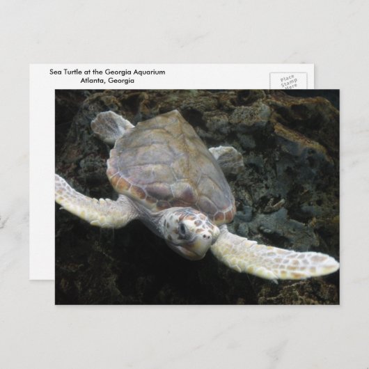 Zee Turtle Briefkaart (Voorkant / Achterkant)