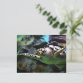Zee Turtle Briefkaart (Staand voorkant)