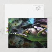 Zee Turtle Briefkaart (Voorkant / Achterkant)