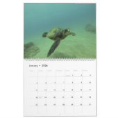 Zee Turtle Calendar van Brad Scott Fotografie Kalender (Jan 2026)