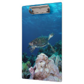 Zee Turtle Cliboard Klembord (Links)