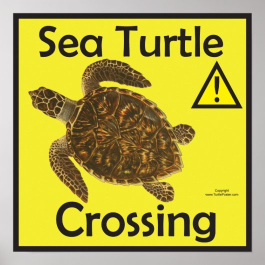 Zee Turtle Crossing Voorzichtig Poster (Voorkant)