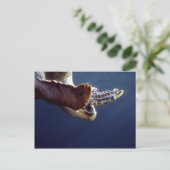 Zee Turtle Diving Briefkaart (Staand voorkant)