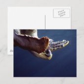 Zee Turtle Diving Briefkaart (Voorkant / Achterkant)