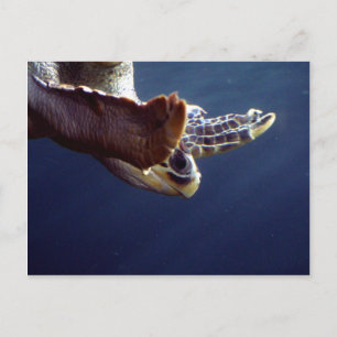 Zee Turtle Diving Briefkaart
