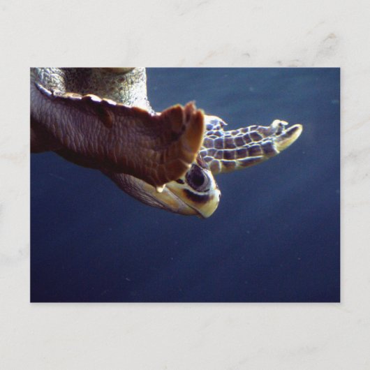 Zee Turtle Diving Briefkaart (Voorkant)