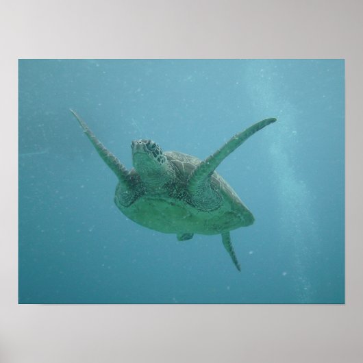 Zee Turtle in Natural Habitat Poster (Voorkant)