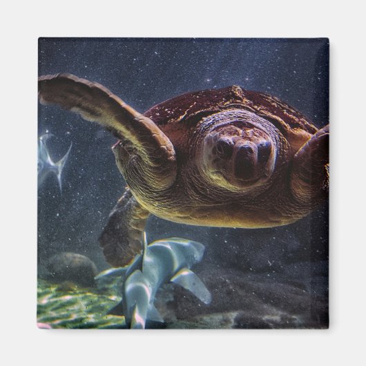 Zee Turtle Magneet (Voorkant)