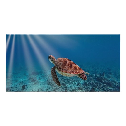 Zee Turtle Perfect Poster (Voorkant)