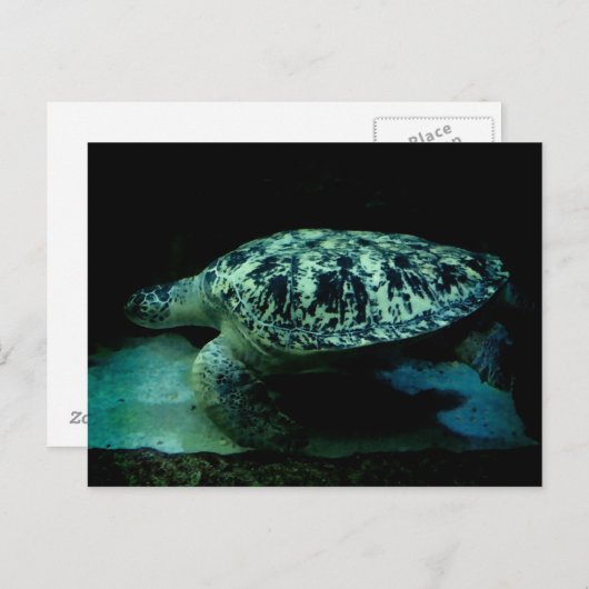 Zee Turtle Post Card Briefkaart (Voorkant / Achterkant)