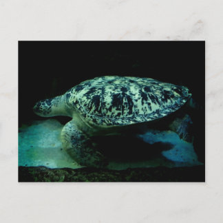 Zee Turtle Post Card Briefkaart