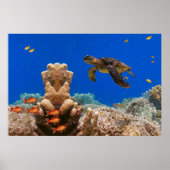 Zee Turtle Poster (Voorkant)