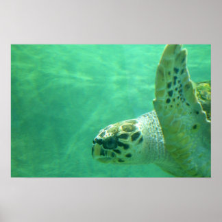 Zee Turtle Poster