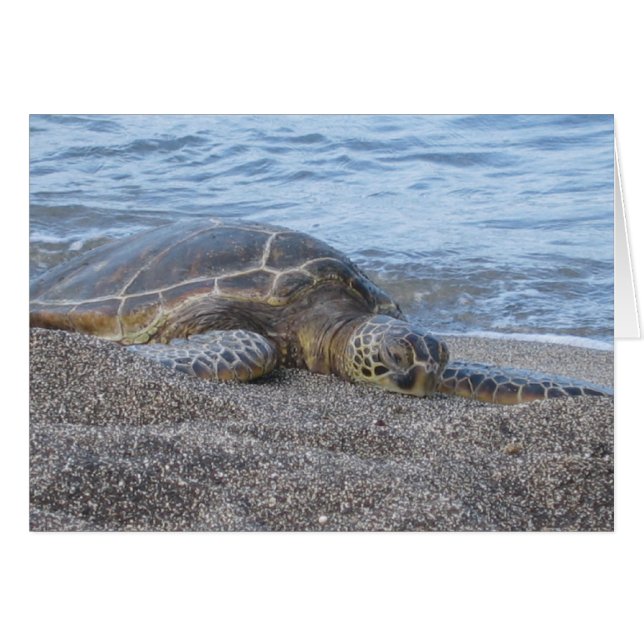 Zee Turtle Resting in Hawaï (Voorkant Horizontaal)