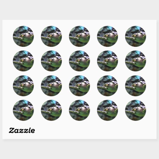 Zee Turtle Ronde Sticker (Vel)