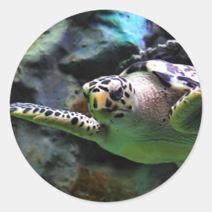 Zee Turtle Ronde Sticker