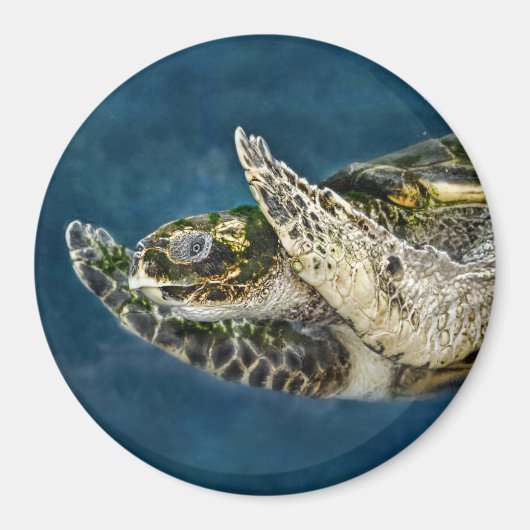 Zee Turtle Surprise Magneet (Voorkant)