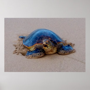Zee Turtle Yawning Poster