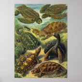 Zee Turtles Land Tortoise door Ernst Haeckel Poster (Voorkant)