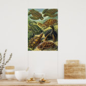 Zee Turtles Land Tortoise door Ernst Haeckel Poster (Keuken)