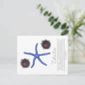 Zee Urchin Briefkaart (Staand voorkant)