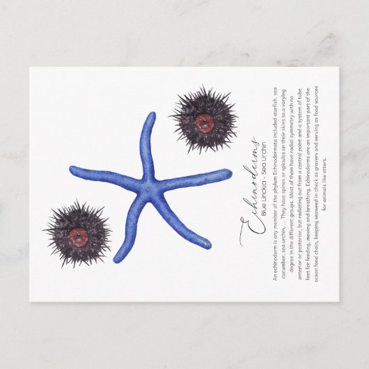 Zee Urchin Briefkaart (Voorkant)