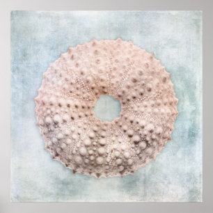 Zee Urchin Distsed Coastal Blue Cream Painting Poster