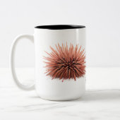 Zee Urchin, Echinometra mathaei Tweekleurige Koffiemok (Links)
