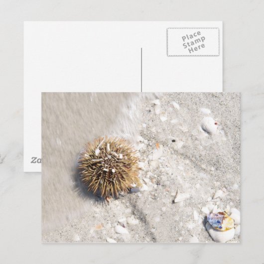 Zee Urchin in het Surf Briefkaart (Voorkant / Achterkant)