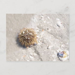 Zee Urchin in het Surf Briefkaart