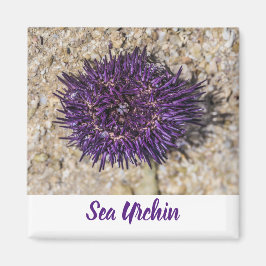Zee Urchin Ocean Beach Vakantie Zomer Souvenir Magneet