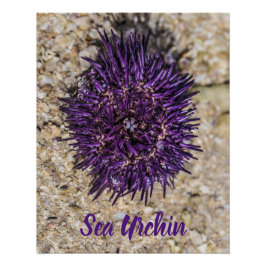 Zee Urchin Ocean Beach Vakantie Zomer Souvenir Perfect Poster