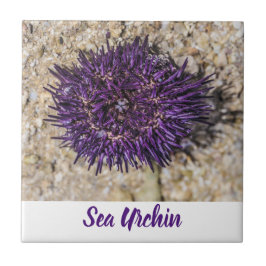 Zee Urchin Ocean Beach Vakantie Zomer Souvenir Tegeltje
