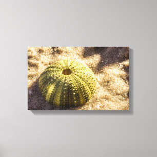Zee Urchin op nat zeeen zand Canvas Print