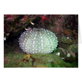 Zee Urchin Shell