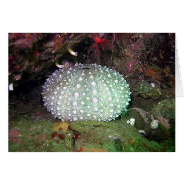 Zee Urchin Shell (Voorkant Horizontaal)