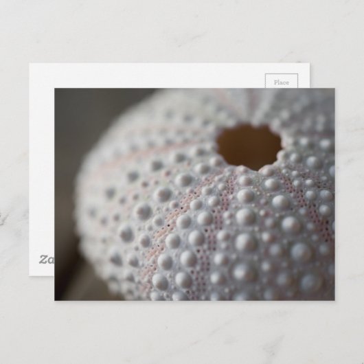 Zee Urchin Shell Briefkaart (Voorkant / Achterkant)