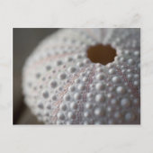 Zee Urchin Shell Briefkaart (Voorkant)