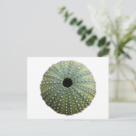 Zee Urchin Shell Briefkaart (Staand voorkant)