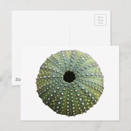 Zee Urchin Shell Briefkaart (Voorkant / Achterkant)