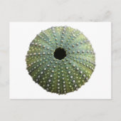 Zee Urchin Shell Briefkaart (Voorkant)