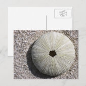 Zee Urchin Shell op het Zand Briefkaart (Voorkant / Achterkant)