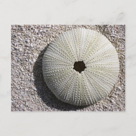 Zee Urchin Shell op het Zand Briefkaart (Voorkant)